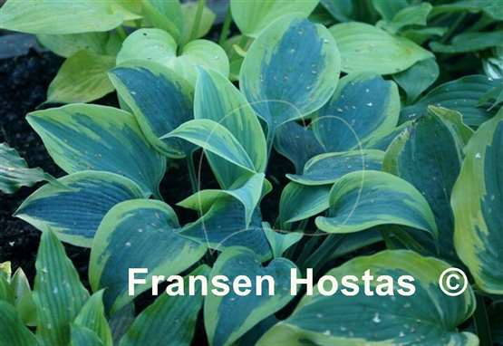 Hosta Paul Vernooij